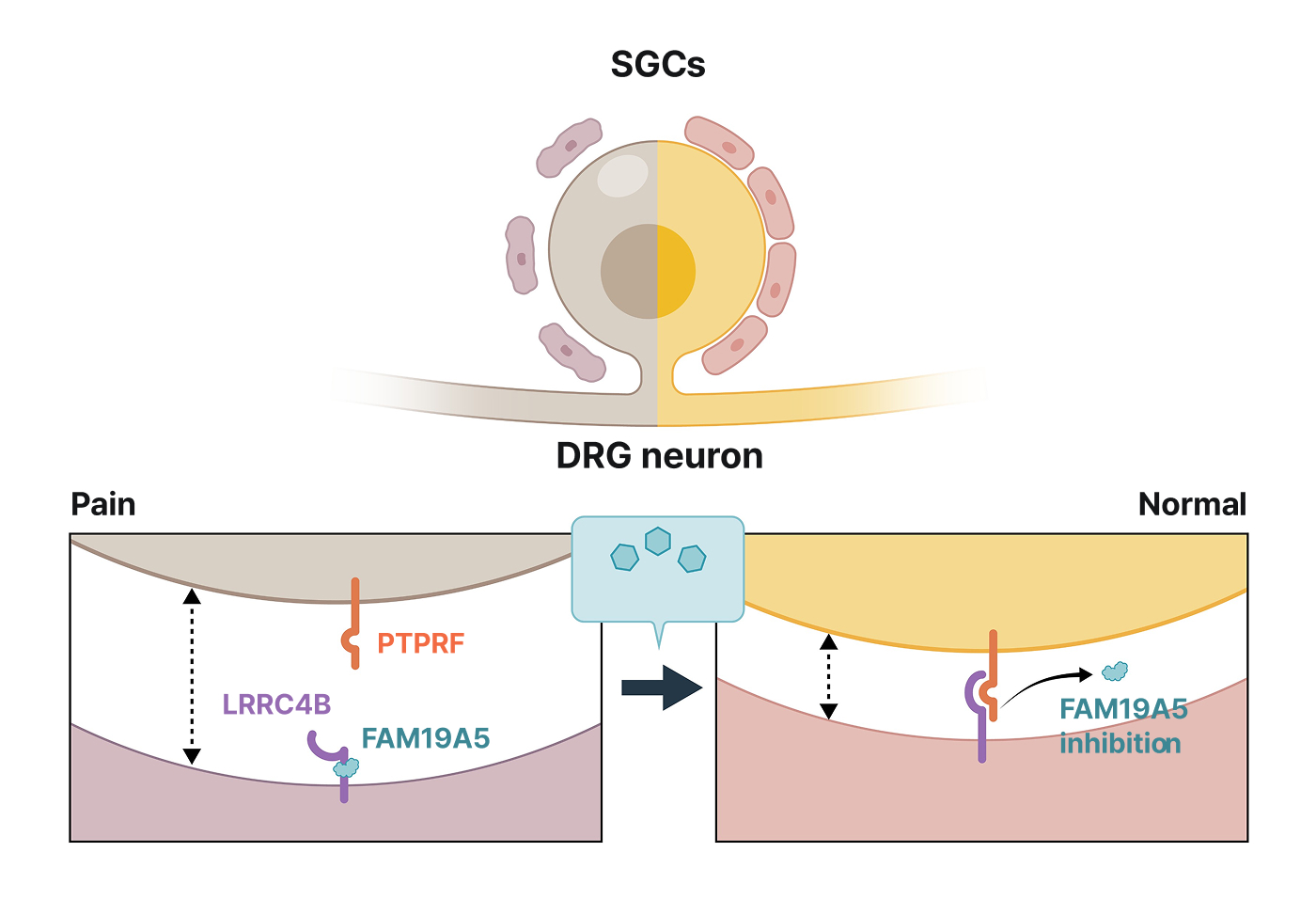 EG201 mechanism: FAM19A5 targeting and restoration of neuron–glia association in DRG